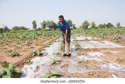 AHMEDABAD, GUJARAT, INDIA, 3 OCTOBER 2015 : Unidentified Farmer Working In The Field, An Indian Farming Scene.