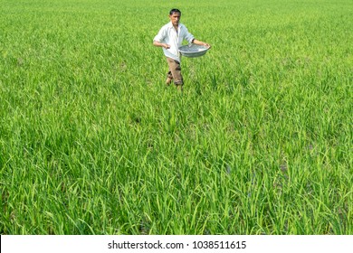 Ahmedabad,Gujarat,India 4-Mar-2018. Photo Of Farmer In Busy In Spreading Over Fertilizer In Paddy Farm Village Thol, Near Ahmedabad City Of Gujarat, India. 