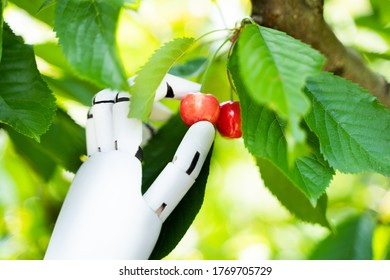 AI Farmer Assistant Picking Fresh Fruit At Plant