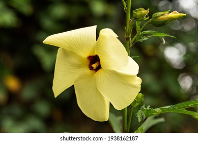 Aibika Flower, Sunset Hibiscus  (Abelmoschus Manihot).