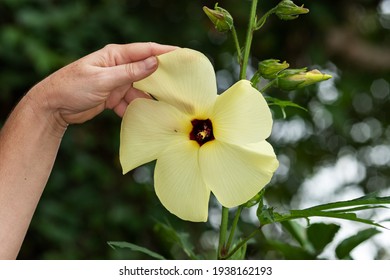 Aibika Flower, Sunset Hibiscus  (Abelmoschus Manihot).