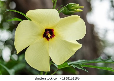 Aibika Flower, Sunset Hibiscus  (Abelmoschus Manihot).