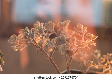 Aichryson in the sun's rays macro