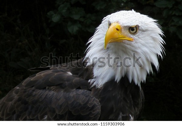 Aigle Noir Et Blanc Rapace Stock Photo Edit Now