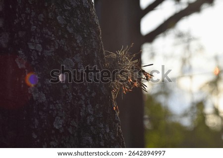 Air carnation on a tree