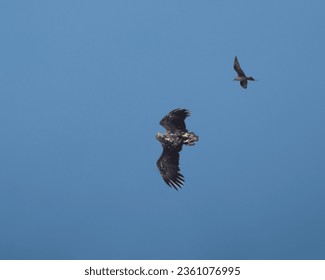 Air combat between a sea eagle and a great arctic skua defending its nest, Closeup of a great arctic skua, Å, near the southern tip of the Lofoten Islands Moskenes, Nordland, Norway