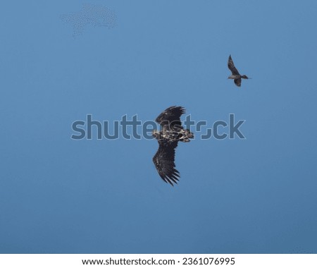 Air combat between a sea eagle and a great arctic skua defending its nest, Closeup of a great arctic skua, Å, near the southern tip of the Lofoten Islands Moskenes, Nordland, Norway