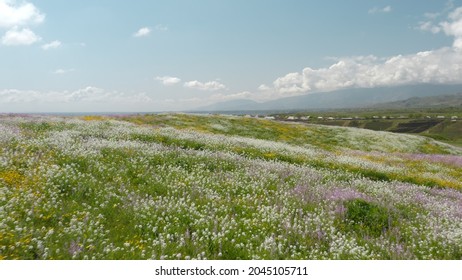 Air Flight At High Speed Over A Field With Green Grass And Colorful Flowers: White, Yellow, Lilac Red. Beautiful Summer Landscape With Rays Of Sunlight With Blue Sky And Clouds Dream Drone Flight.