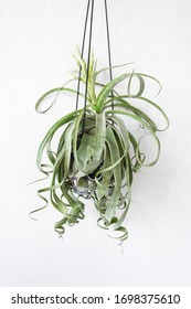 Air Plant Hanging On Wall Background