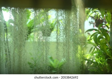 Air Plant Outside My Kitchen Window