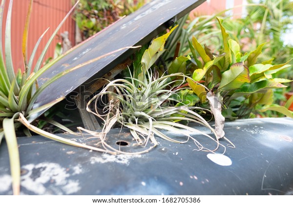 Air plant overgrown\
in an abandoned car