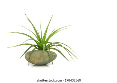 Air Plant With Scientific Name Tillandsia, On A Isolated White Background