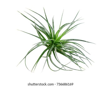 Air Plant Scientific Name Tillandsia Isolated Stock Photo 736686169 ...