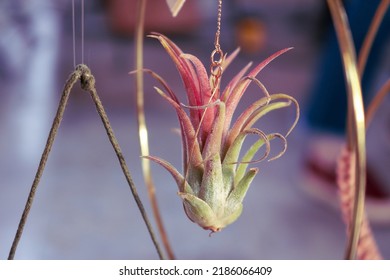 Air Plant Tillandsia Hanging - Selective Focus And Blur Background