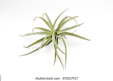 Air Plant Tillandsia Isolated White Background