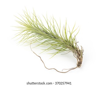 Air Plant Tillandsia Isolated White Background