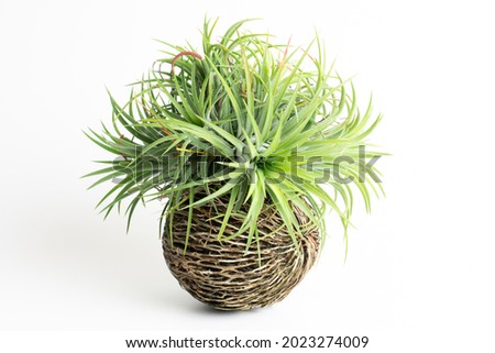 Air plant, Tillandsia on cerbera odollam or Pong-pong isolated white. Colorful tillandsia ionantha on top. Tillandsia on dried Cerbera odollam Seed.