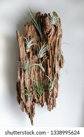 Air Plants Epiphytic Tillandsias Mounted On Driftwood On A White Wall For Home Decor Modern Nature Design