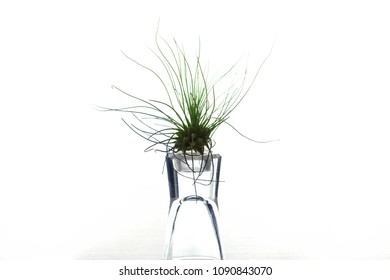 Air Plants Or Tillandsia Airplants On A Glass Stand With Natural White Background.