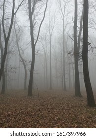 Air Pollution In Belgrade  Wood Zvezdara