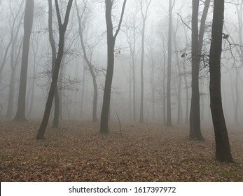 Air Pollution In Belgrade  Wood Zvezdara