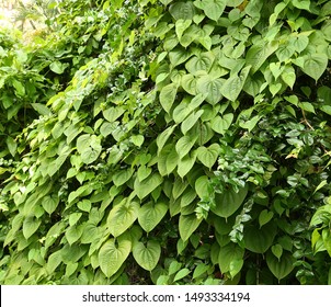 Air Potato Vine (Dioscorea Bulbifera) Growing Out Of Control In A Florida Yard. Air Potato Is A Non-native, Invasive Plant That Smothers Any Plants That It Grows On. 