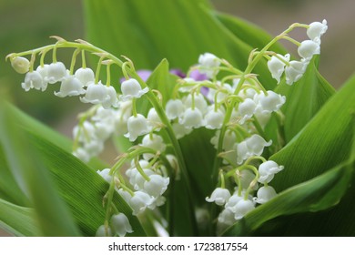 White Bell Flower Images Stock Photos Vectors Shutterstock