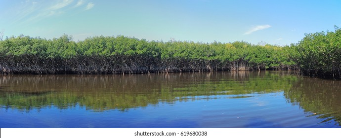 Airboat Tour Of The Florida Everglades Mangrove Jungles          