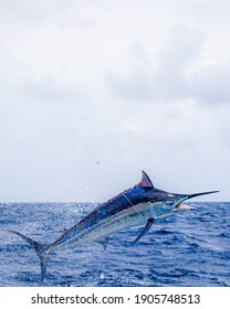 Airborne Giant Black Marlin off Cairns