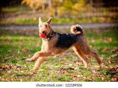 Airdale Terrier Runs