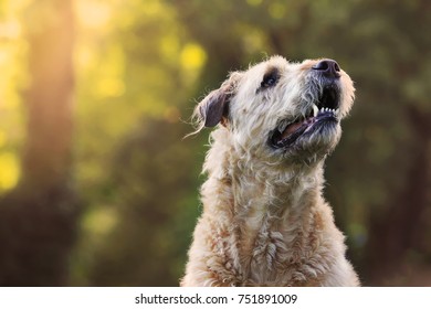 Airedale Mix Dog.