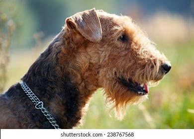 Airedale Terrier