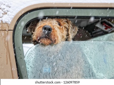 An Airedale Terrier In A Car With The Window Rolled Down