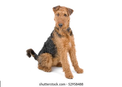 Airedale Terrier Dog Isolated On A White Background