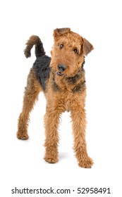 Airedale Terrier Dog Isolated On A White Background