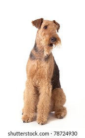 Airedale Terrier Dogs In A White Background