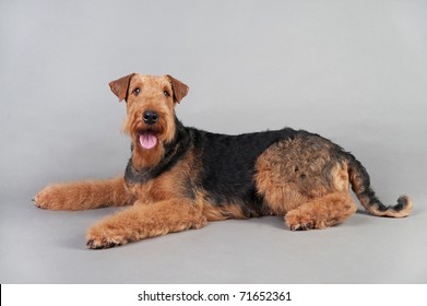 Airedale Terrier Lying Front Grey Background Stock Photo 71652361 ...