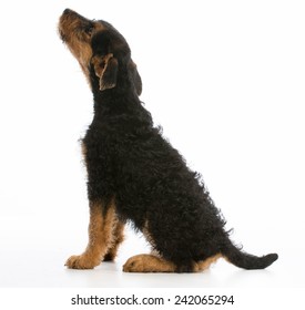 Airedale Terrier Puppy Looking Up On White Background