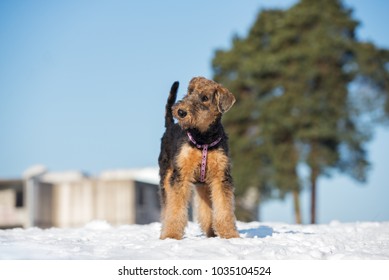 Airedale Terrier Puppy Posing Outdoors In Winter