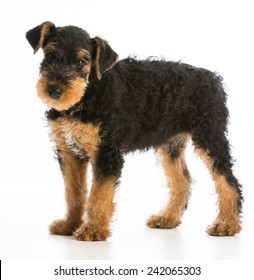 Airedale Terrier Puppy Standing On White Background