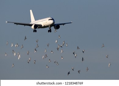 Airliner Landing With A Flock Of Birds Flying Around