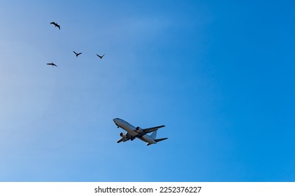 Airplane and birds in the blue sky. - Powered by Shutterstock