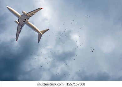 Airplane And Birds In The Sky. Writing Area. Background