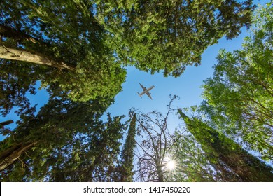 Airplane Flying Above The Forest, Bottom View