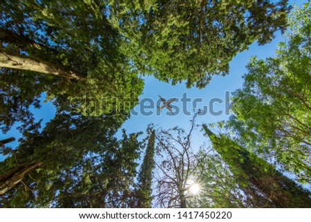 Airplane flying above the forest, bottom view