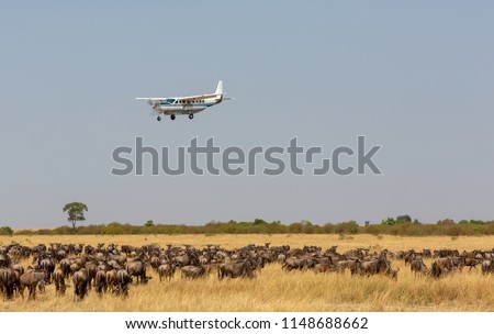 The airplane is flying over the African savanna. There is a huge herd of wildebeest in the savanna under the plane. Photo was taken on short distance and with excellent light.