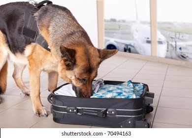 Airport canine. Dog sniffs out drugs or bomb in a luggage.