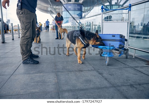 Airport security worker and German\
Shepherd dog searching for drugs in travel\
suitcase