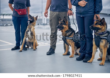 Airport security workers with two German Shepherd dogs and Malinois dog guarding territory