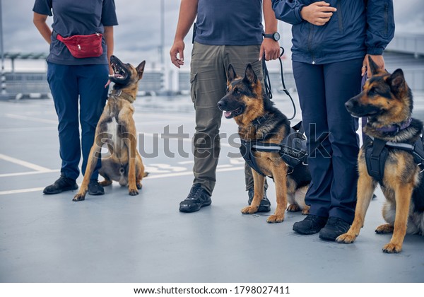 Airport security workers with two\
German Shepherd dogs and Malinois dog guarding\
territory